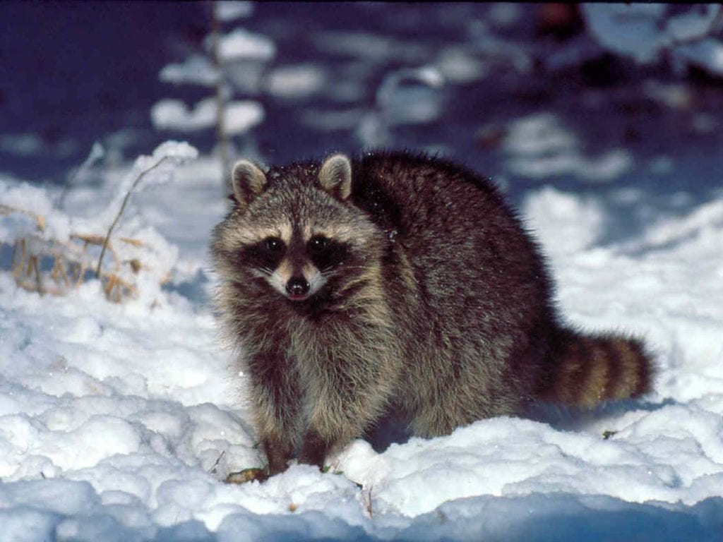 What Wildlife Pests Are You Likely To Encounter During Winter? 8