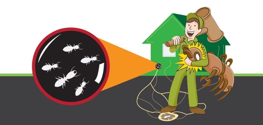 How To Prepare For Termite Season