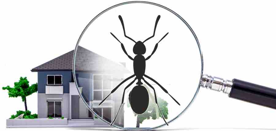 Are Ants Invading Your Home? Tips On What To Do.