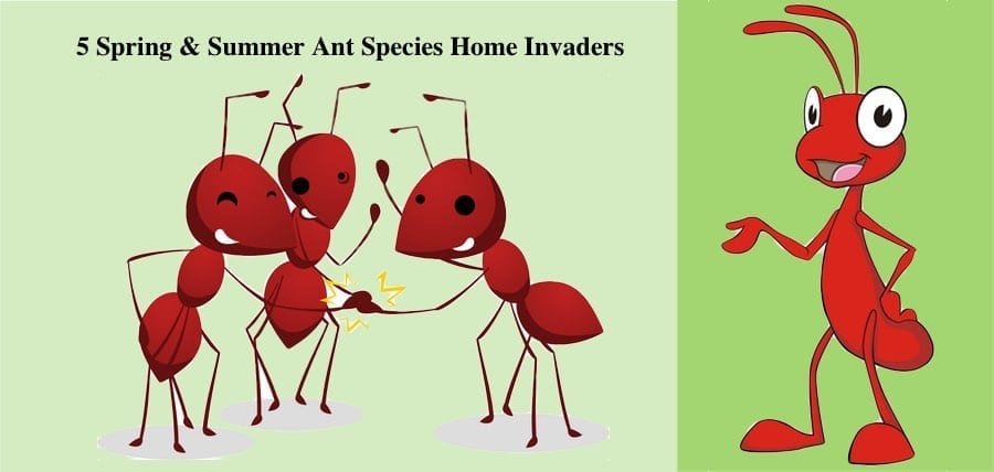 5 Spring &Amp; Summer Ant Species Home Invaders