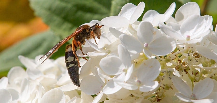 Cicada Killer Wasp Facts