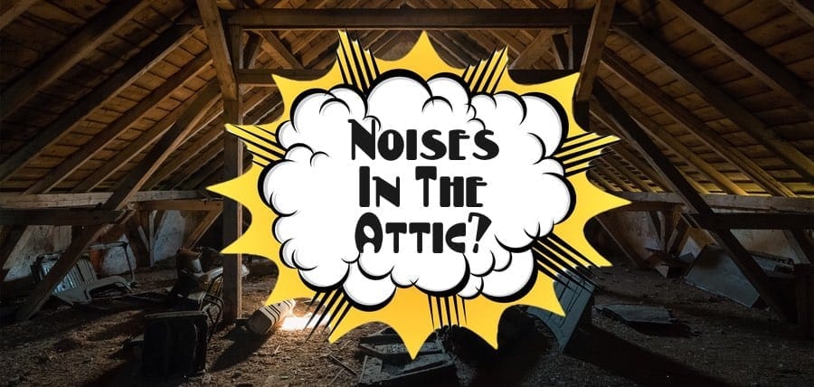 Noises In Attic. What Do I Do?