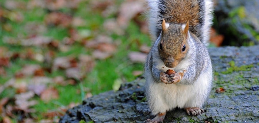 Grey Squirrels: Breeding, Babies, and Lifespan