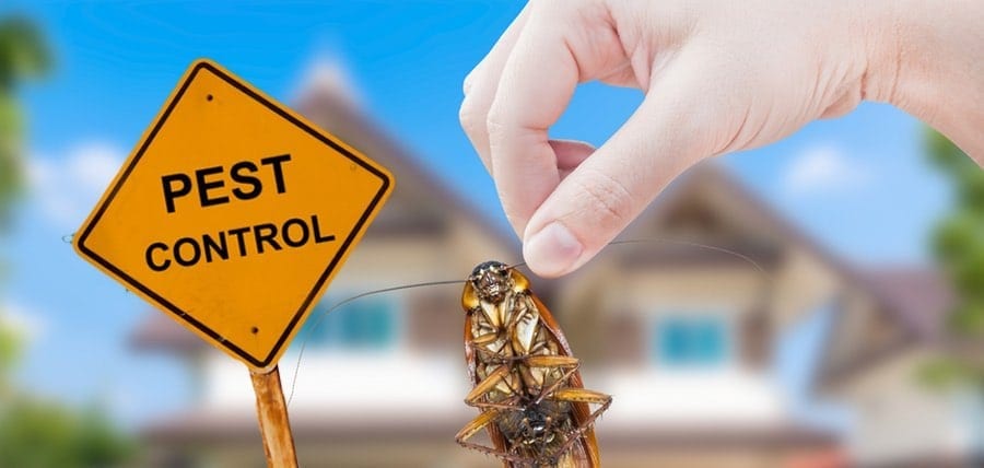 Why Pest Control Is Important and A High Priority