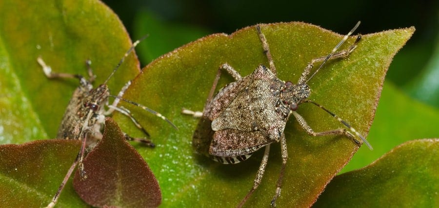 Home Invaders! All About & How To Get Rid of Stink Bugs