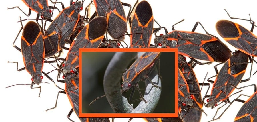 All About Boxelder Bugs And The Boxelder Trees They Feed Upon