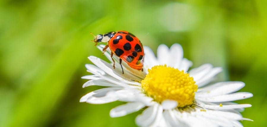 Ladybug Facts & What Attracts Them Into Your Home?