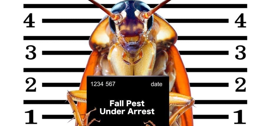 Why Fall Pest Control Is Important