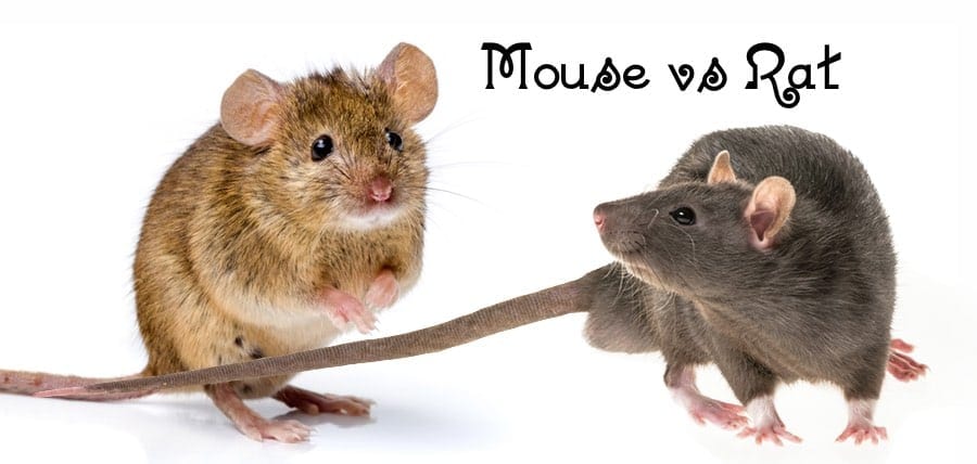 Mouse vs. Rat – Differences