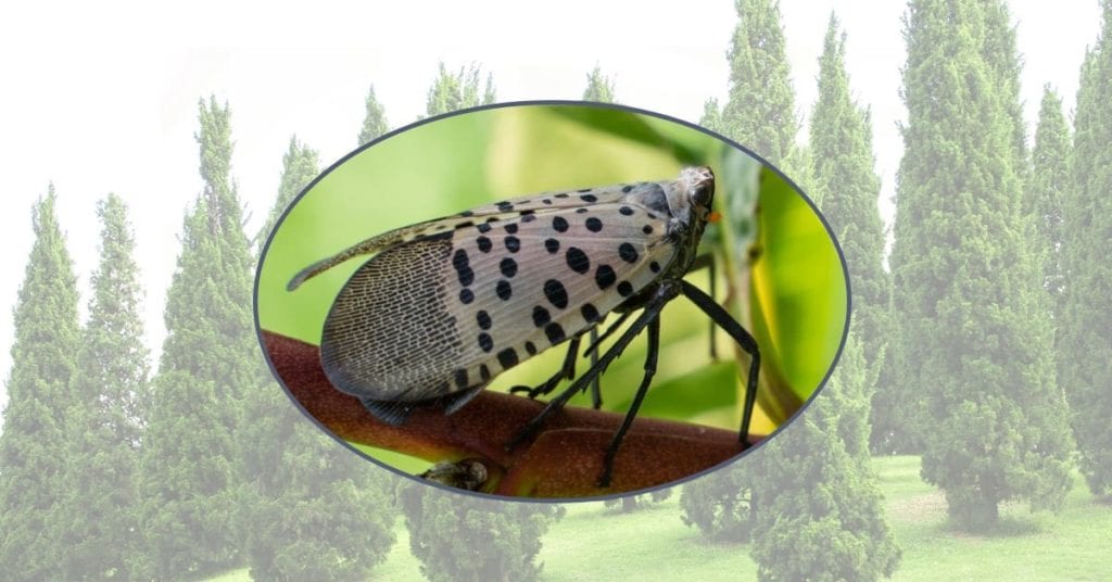 The Christmas Tree Bug Could Be Laying Eggs In Your Nj Home
