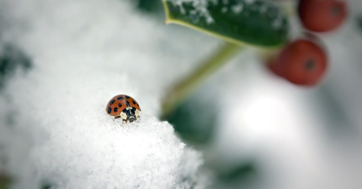 Winter Insect Infestation & Pest Control