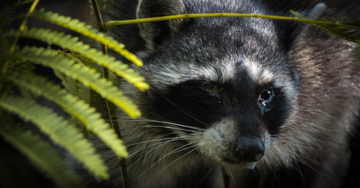 Protecting Your Home Against a Raccoon Invasion and the Risk of Distemper or Rabies