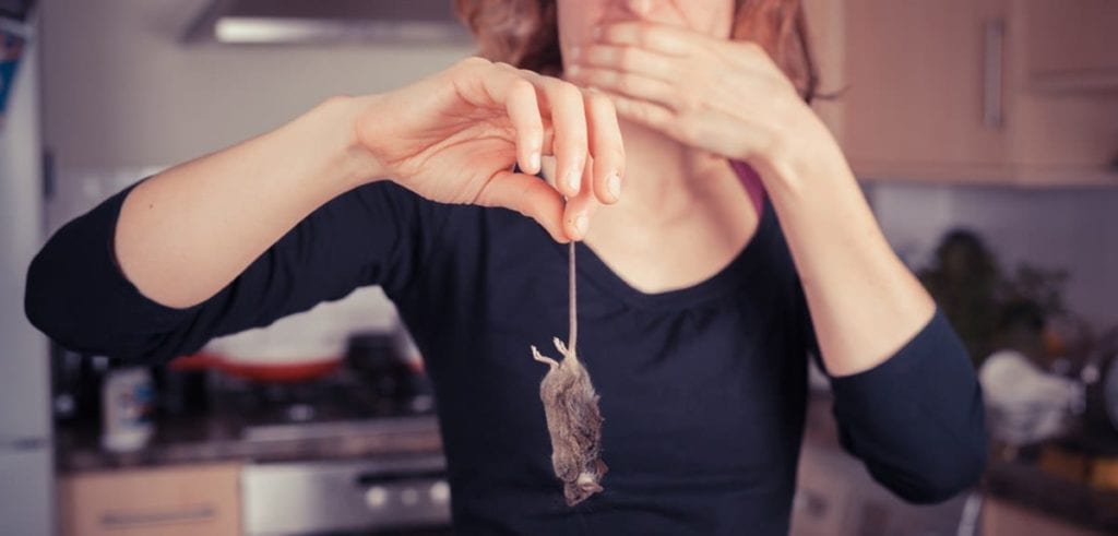How To Stop Mice From Entering Your Home
