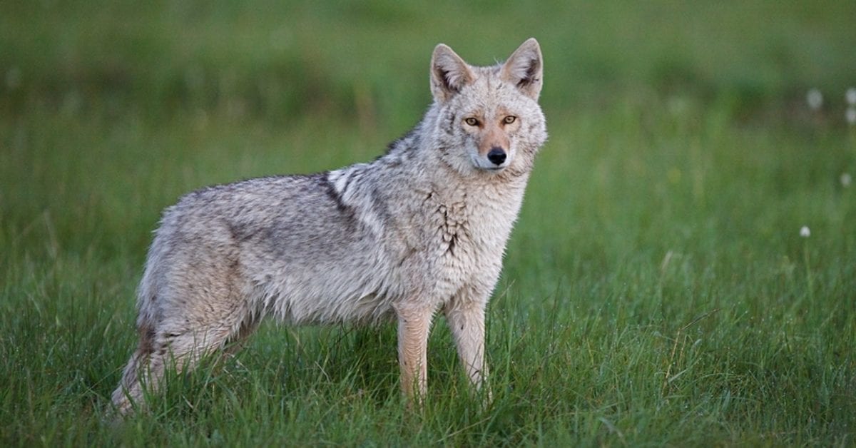 BEWARE! Eastern Coyote Sightings in NJ – What To Know!
