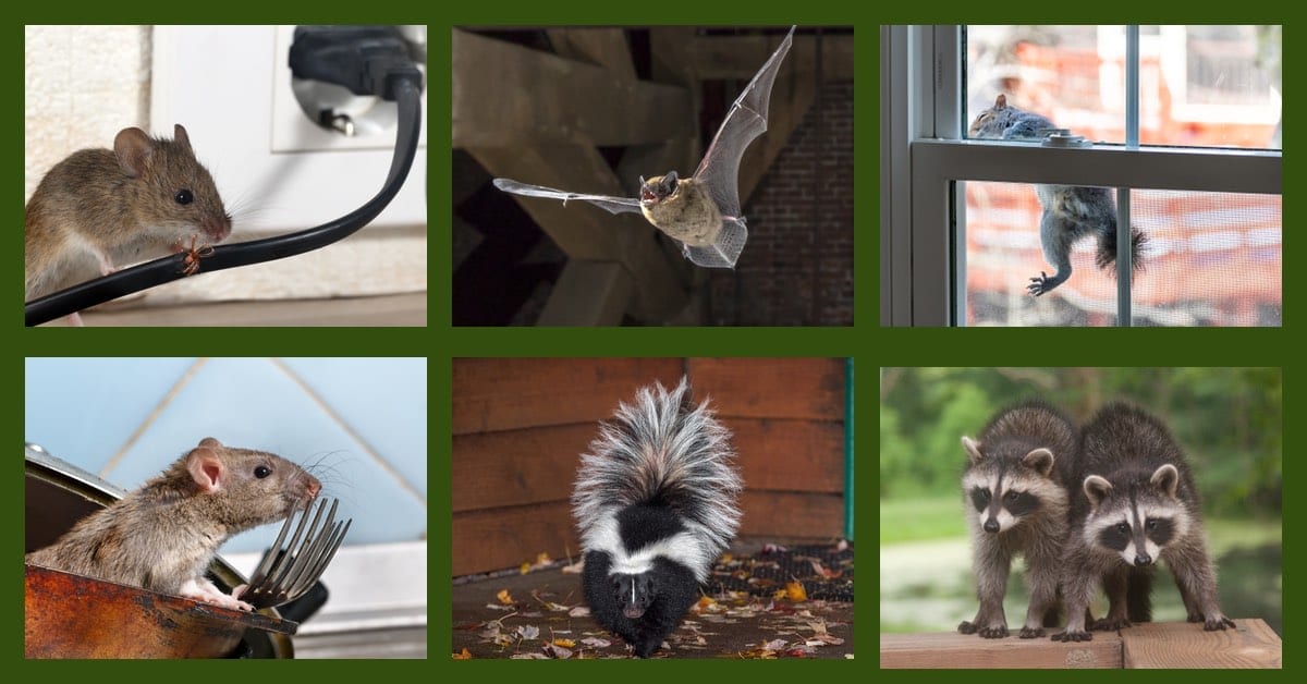 Wildlife pests looking for warmth can cause damage to your home