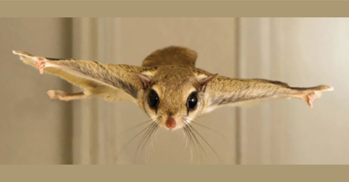 Flying Squirrels in The House? What to Do
