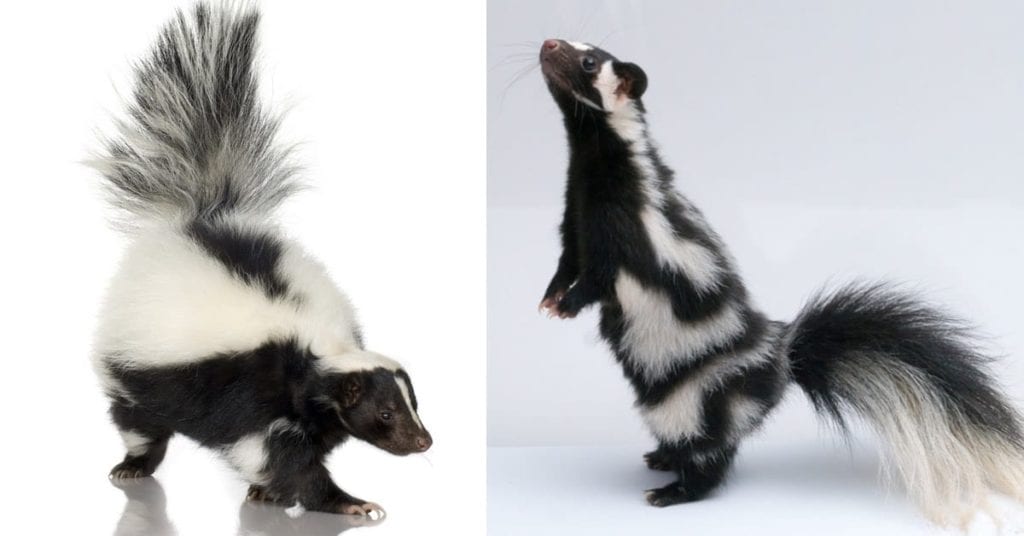 Types Of Skunks: Striped, Spotted And Hooded, Nj Pest Control