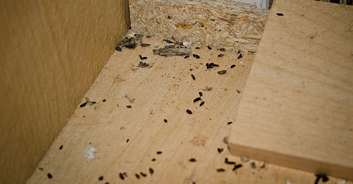 7 Signs of a Mouse Infestation