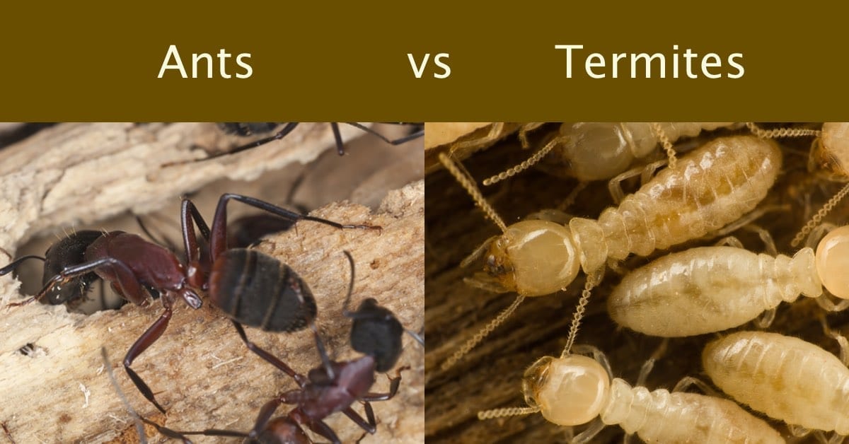 The Difference Between Ants and Termites﻿