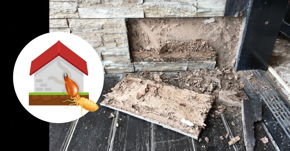 Termites? 7 Reasons to Hire a Professional Exterminator