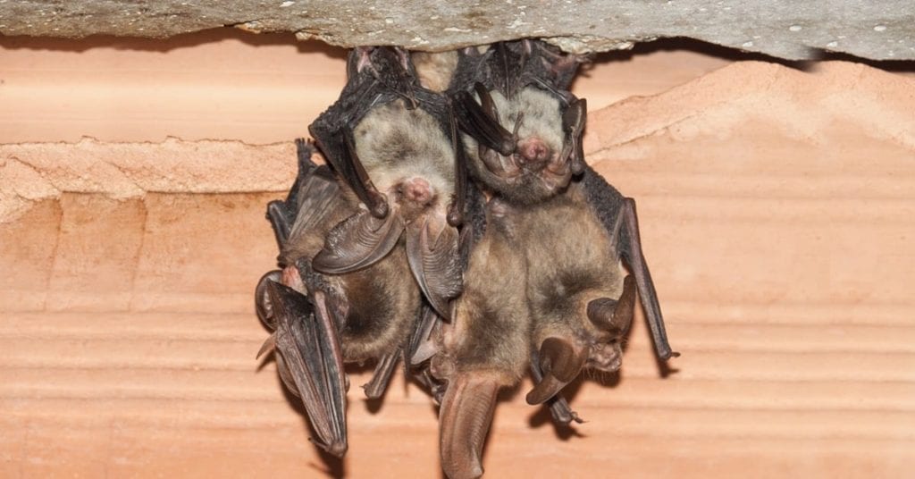 Professional &Amp; Affordable Bat Removal, Morris County, Nj