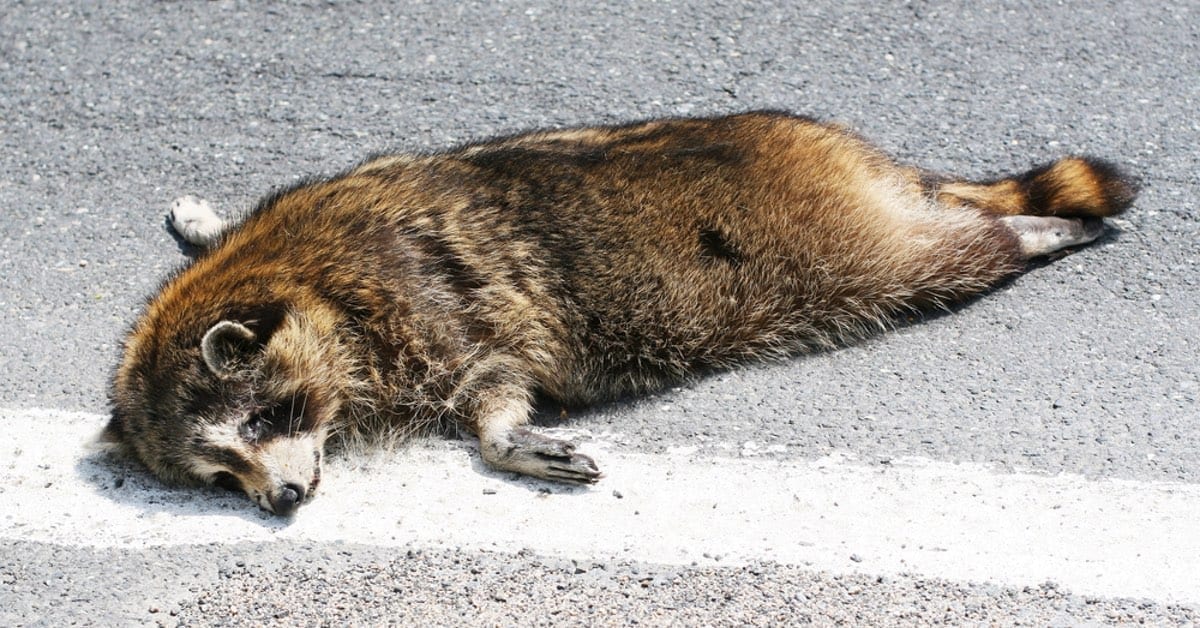Wildlife Dead Animal Removal NJ﻿