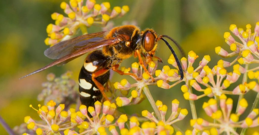 ’Tis The Season Cicada Killer Wasps Are Buzzing Around