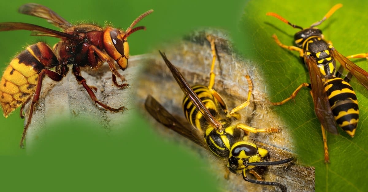 Wasps, Hornets, and Yellow Jackets in Full Swing