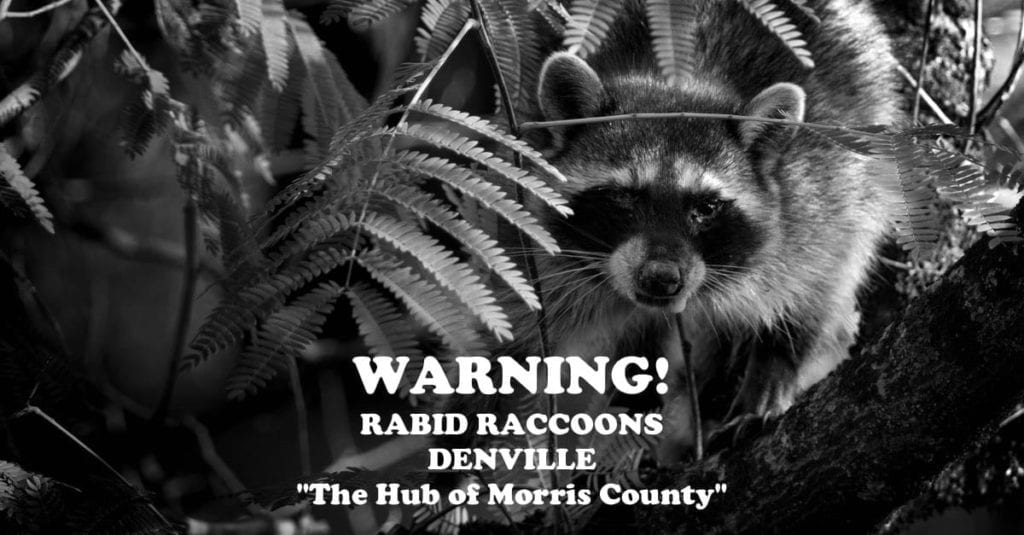 Warning! Rabid Raccoons On The Rise In Denville