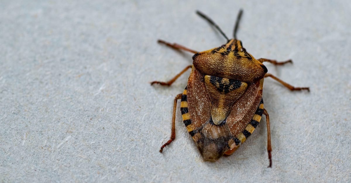 Stink Bug Facts, All You Need to Know Right Here