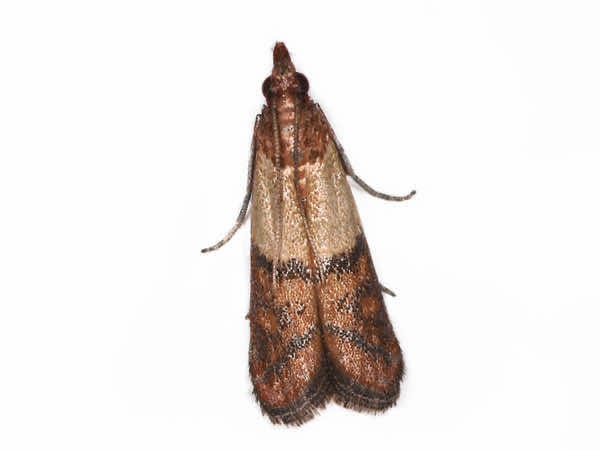 Indian Meal Moth 4