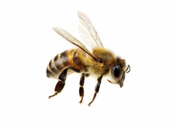 Honey Bees 1