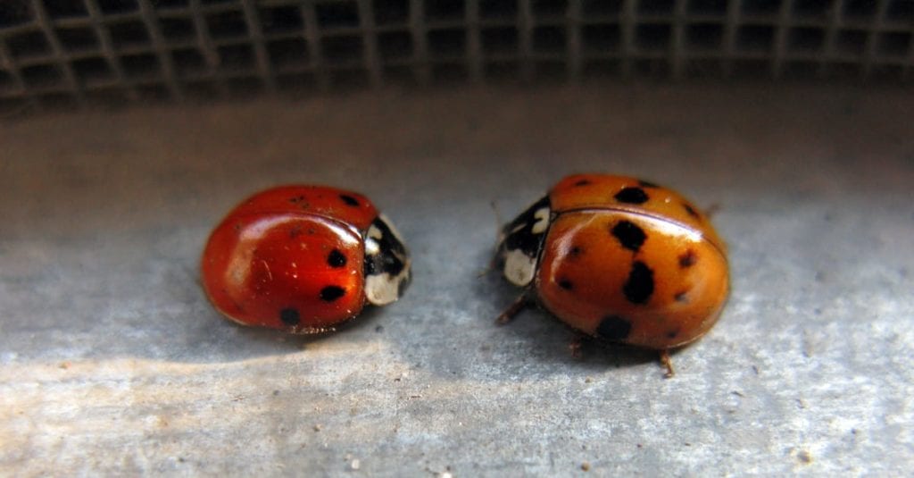 Types Of Ladybugs, Facts, And Information