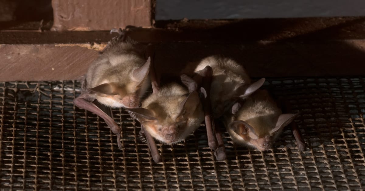 How to Get Rid of a Bat in the House?