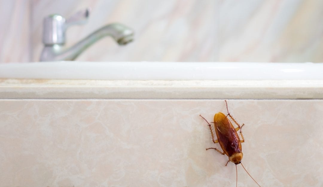 winter insects in the house to be aware of