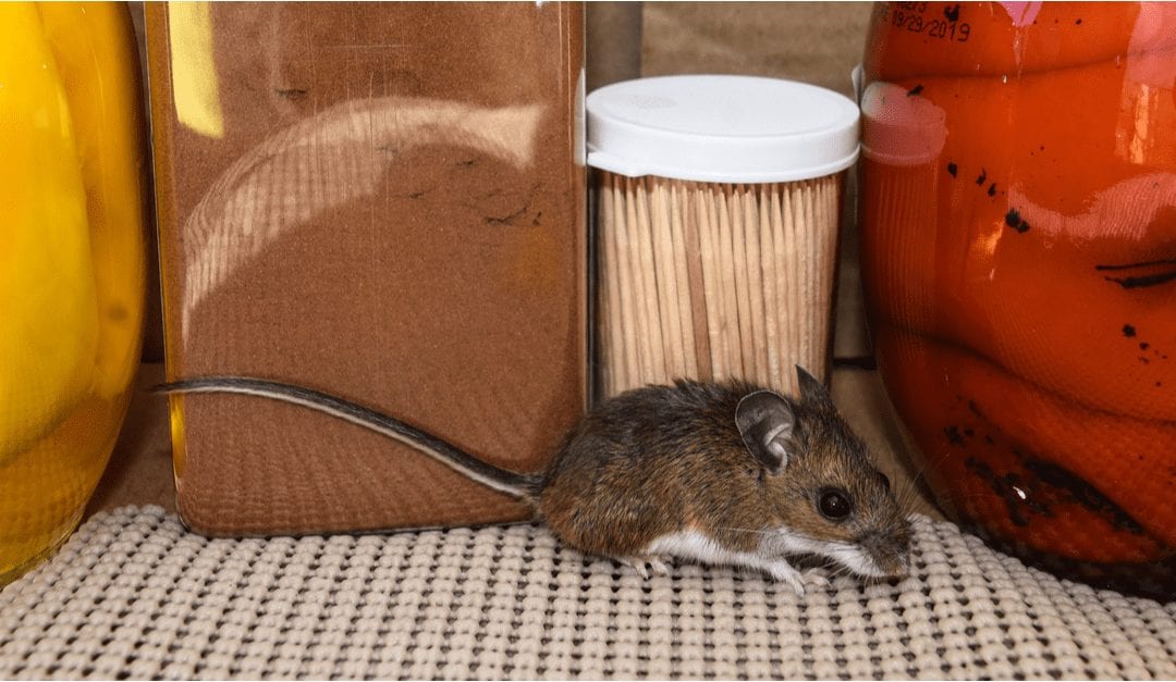 keep mice out of your house