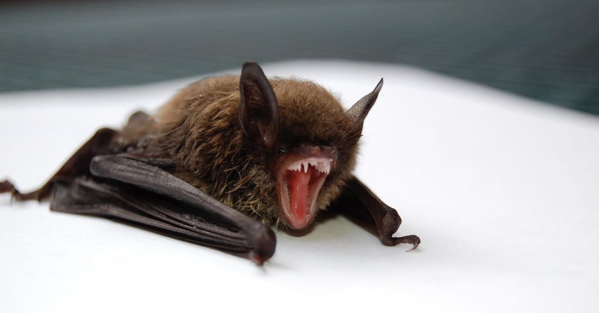 coronavirus outbreak linked to bats