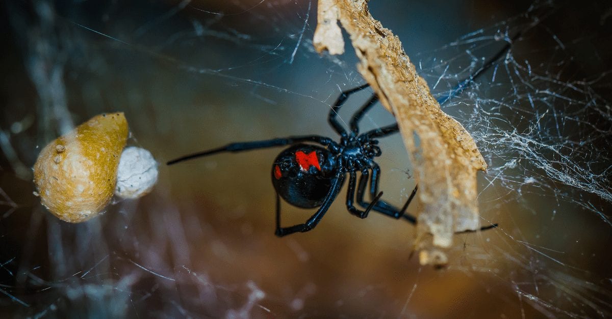 5 Ways to Keep Spiders out of Your Home