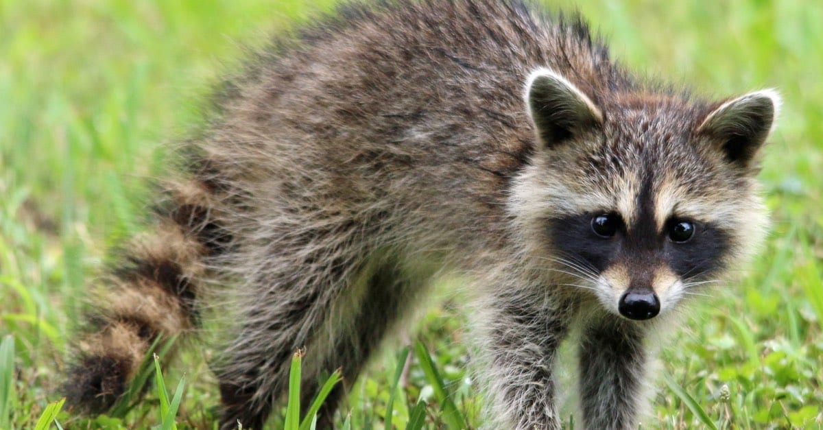 sick raccoon symptoms, SIGNS OF DISTEMPER AND MORE