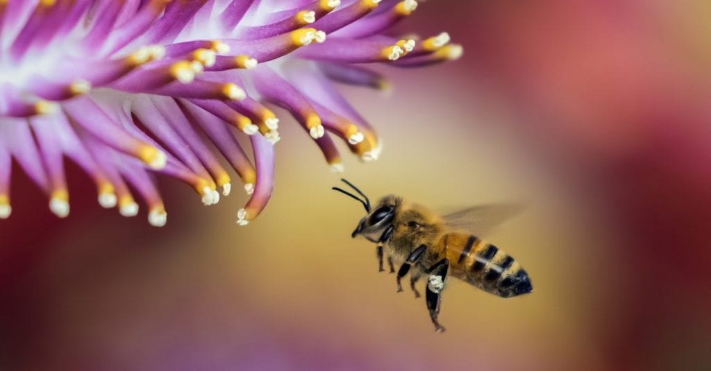 Better Beelive It! 4 Facts About The Honeybee, The Official State Bug Of New Jersey
