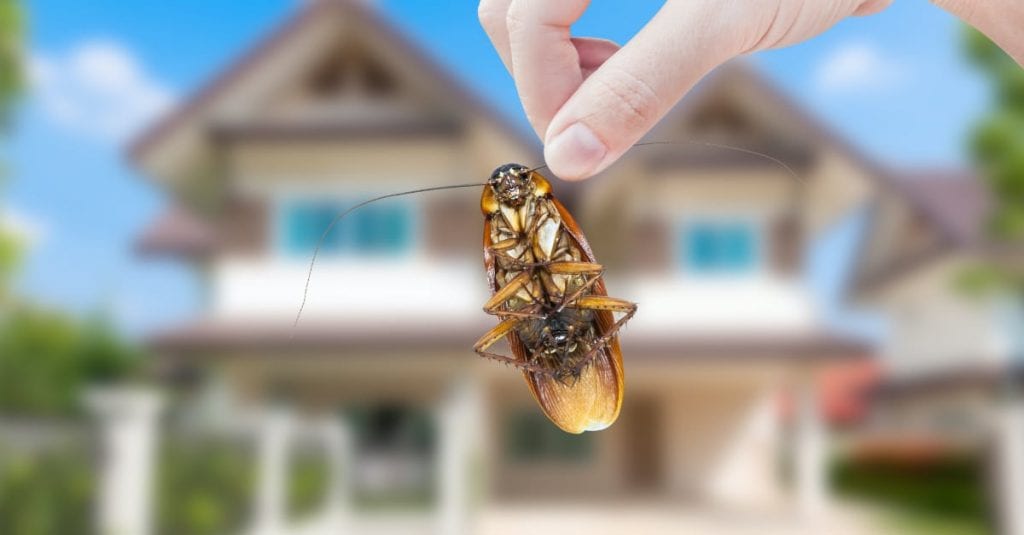7 Spring Pest Prevention Tips