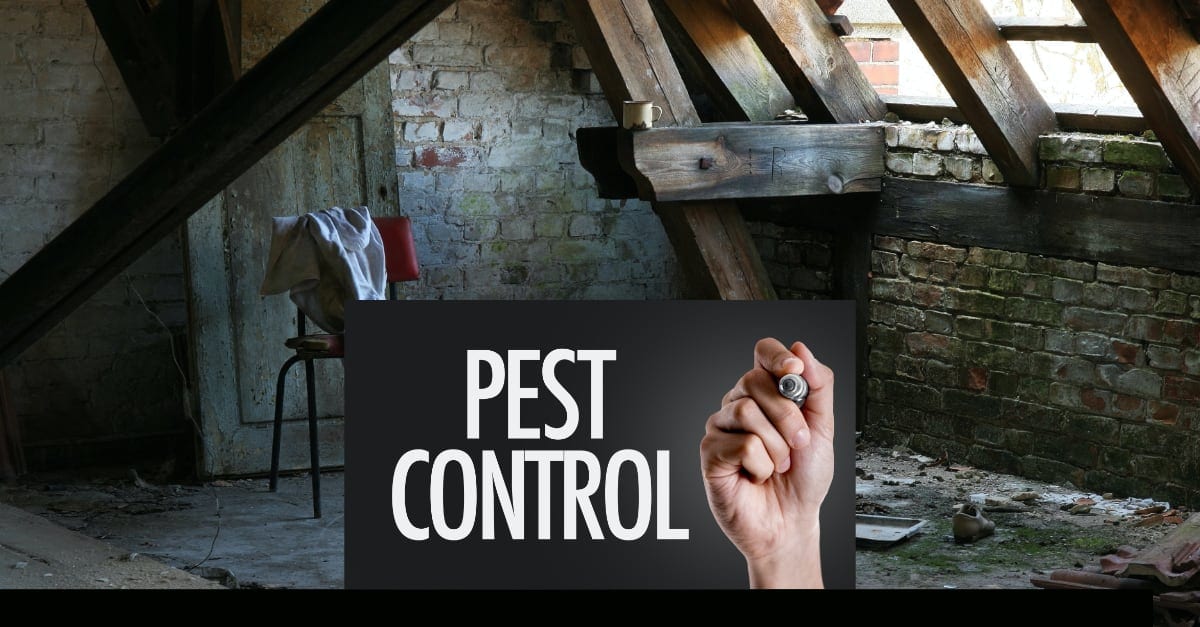 Beware! Attic restoration does not solve pest control problems