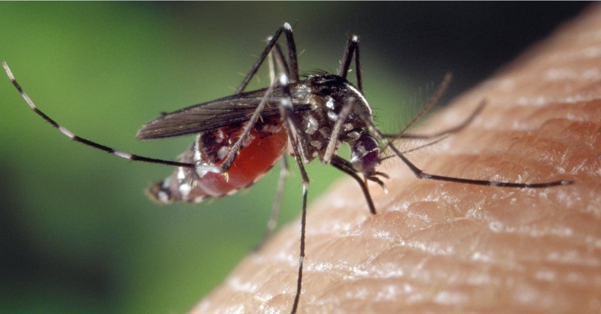 HOW TO CONTROL THE FEMALE BLOODSUCKING MOSQUITO THIS SPRING AND SUMMER