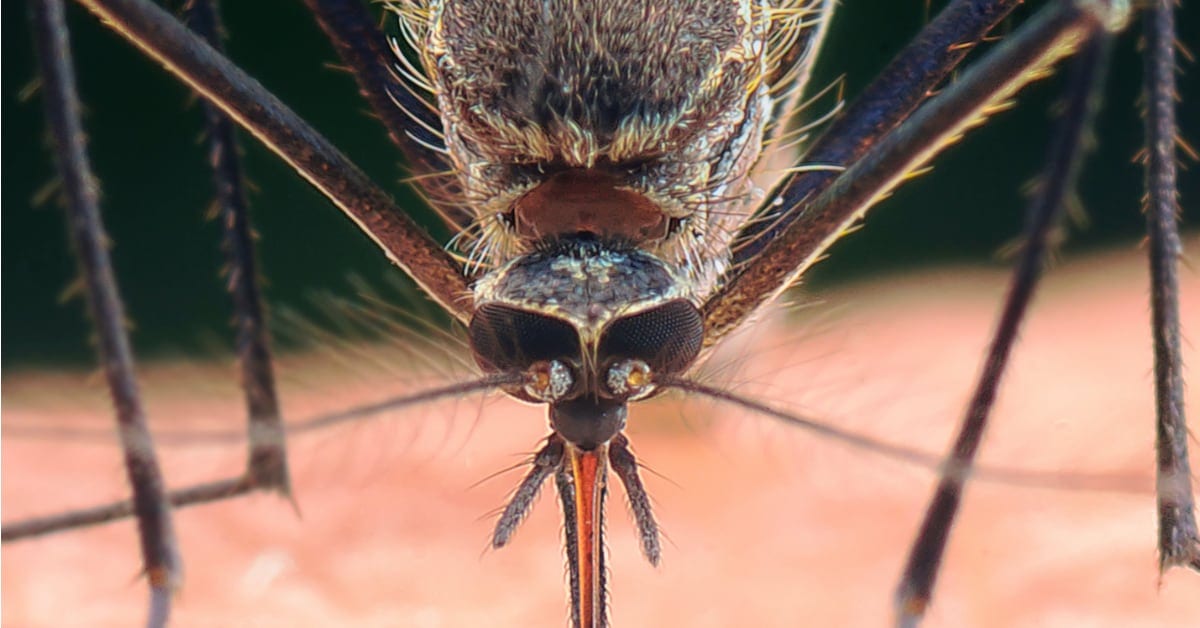 A DANGEROUS PEST: WHY YOU DON'T WANT TO BE A MOSQUITO MAGNET