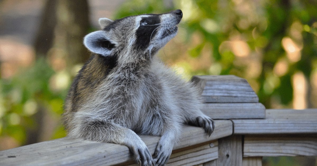 Unwelcome Visitors: What to Do If You Have a Raccoon in Your Backyard at Night