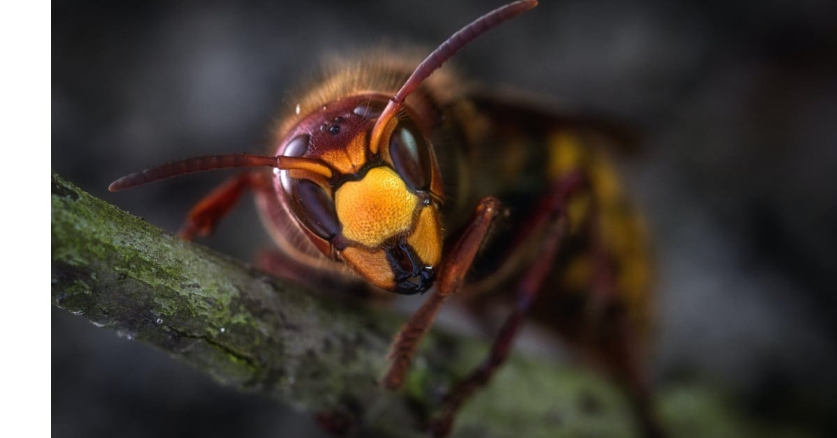 Flying in With a Sting: Asian Murder Hornets Now In The US