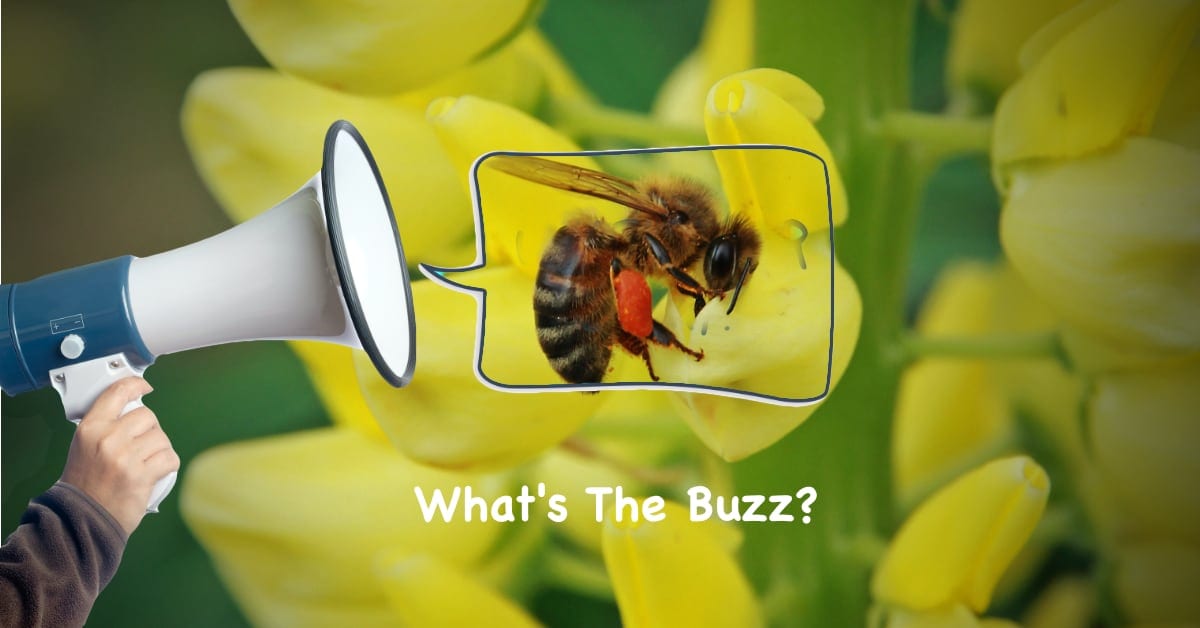 What's The Buzz? Parsippany Pest Control Provides Peace of Mind | NJ Pest