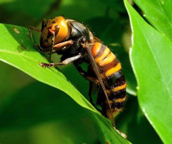 Hornets Vs Wasps? What You Should Know 1