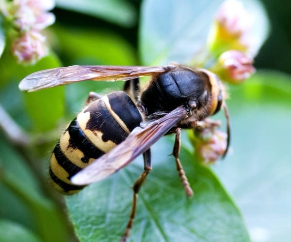 Hornets Vs Wasps? What You Should Know 4 Bald-Faced Hornet