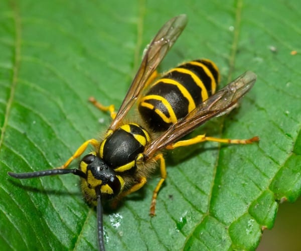 Eastern Yellowjacket